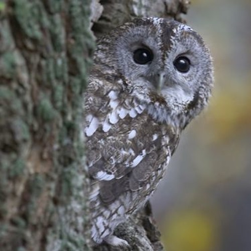 tawny owl - La chouette Hulotte