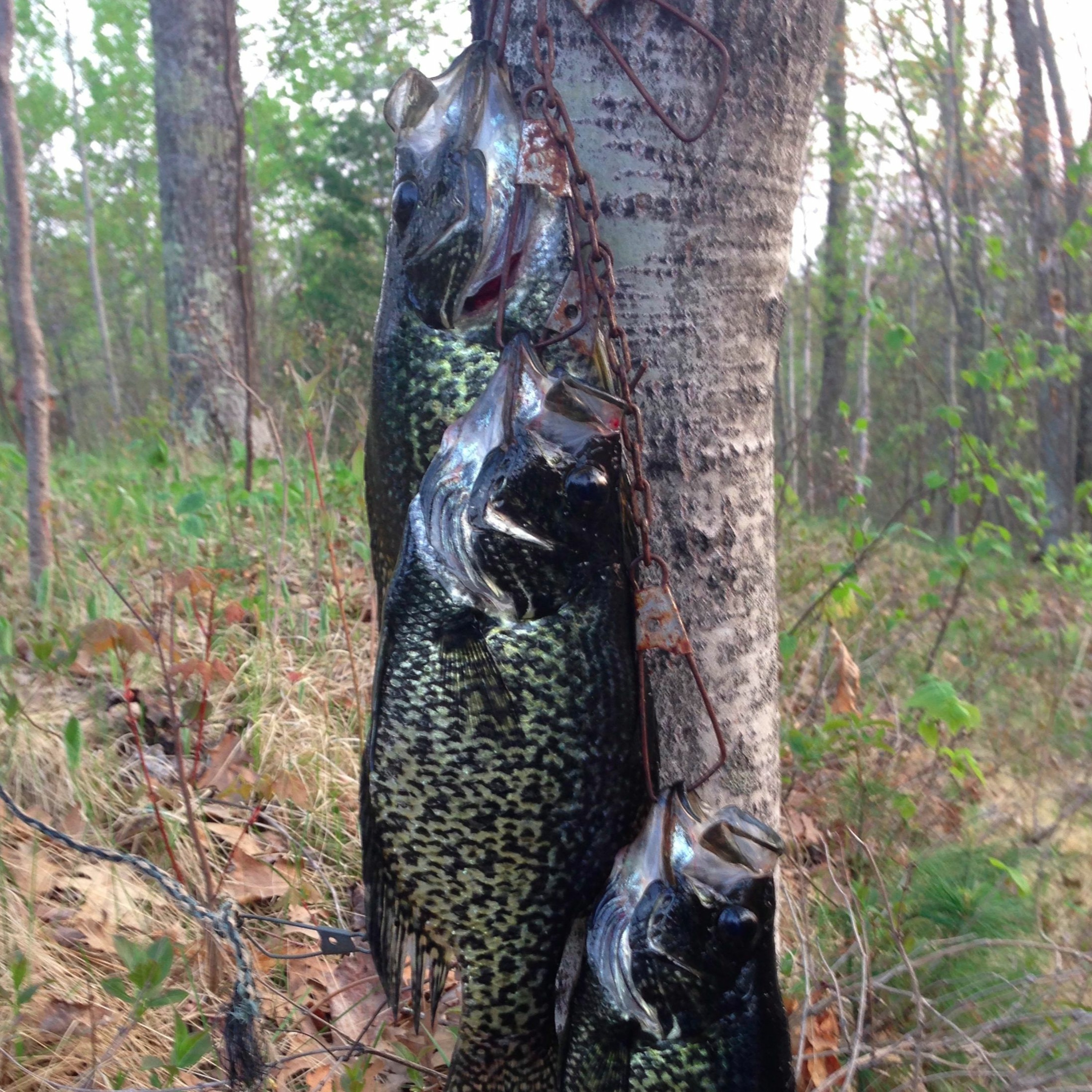 Walleye Talk