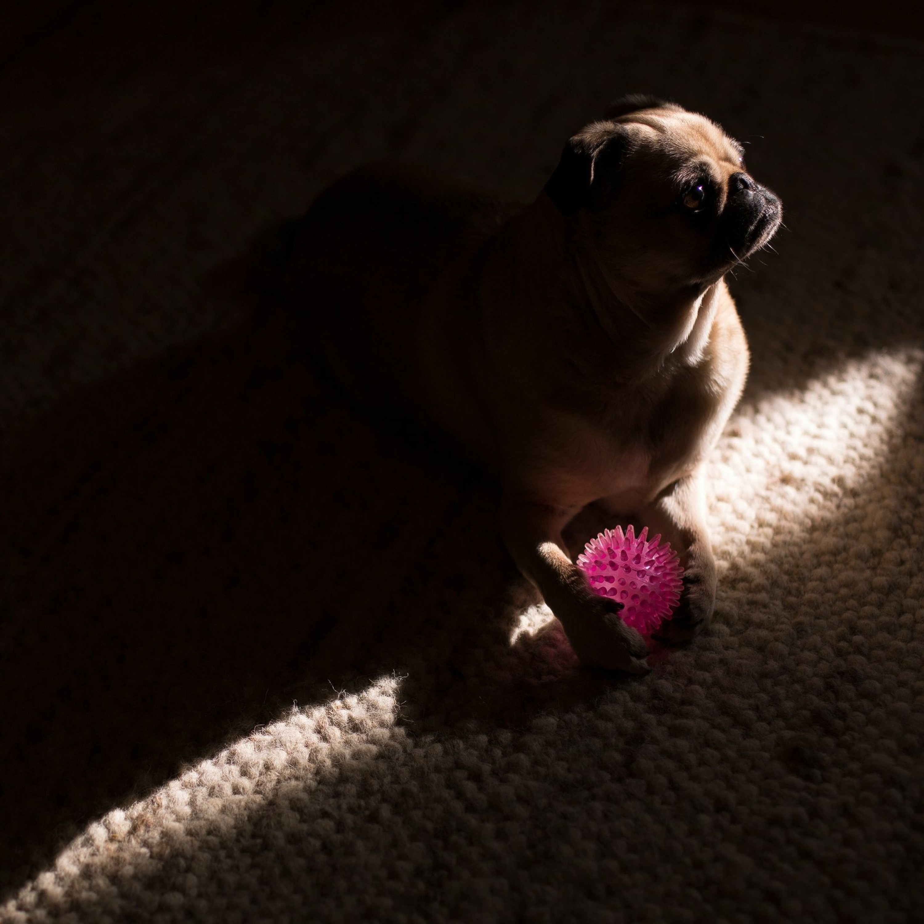Pug Blues episode artwork