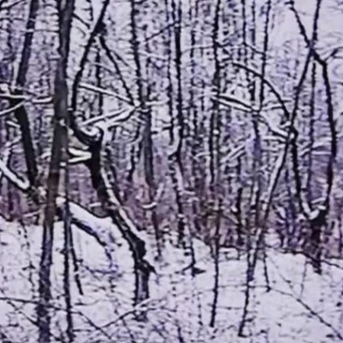 suicide forest (døves) - hit
