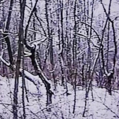 suicide forest (døves) - lullabies (summers)