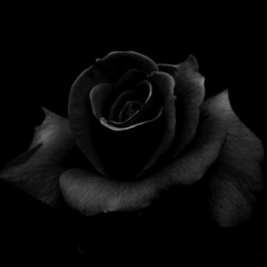 Tales of a Morning Rose