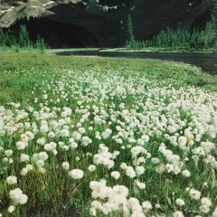 THE CURE - Love Will Tear Us Apart (Joy Division COVER)