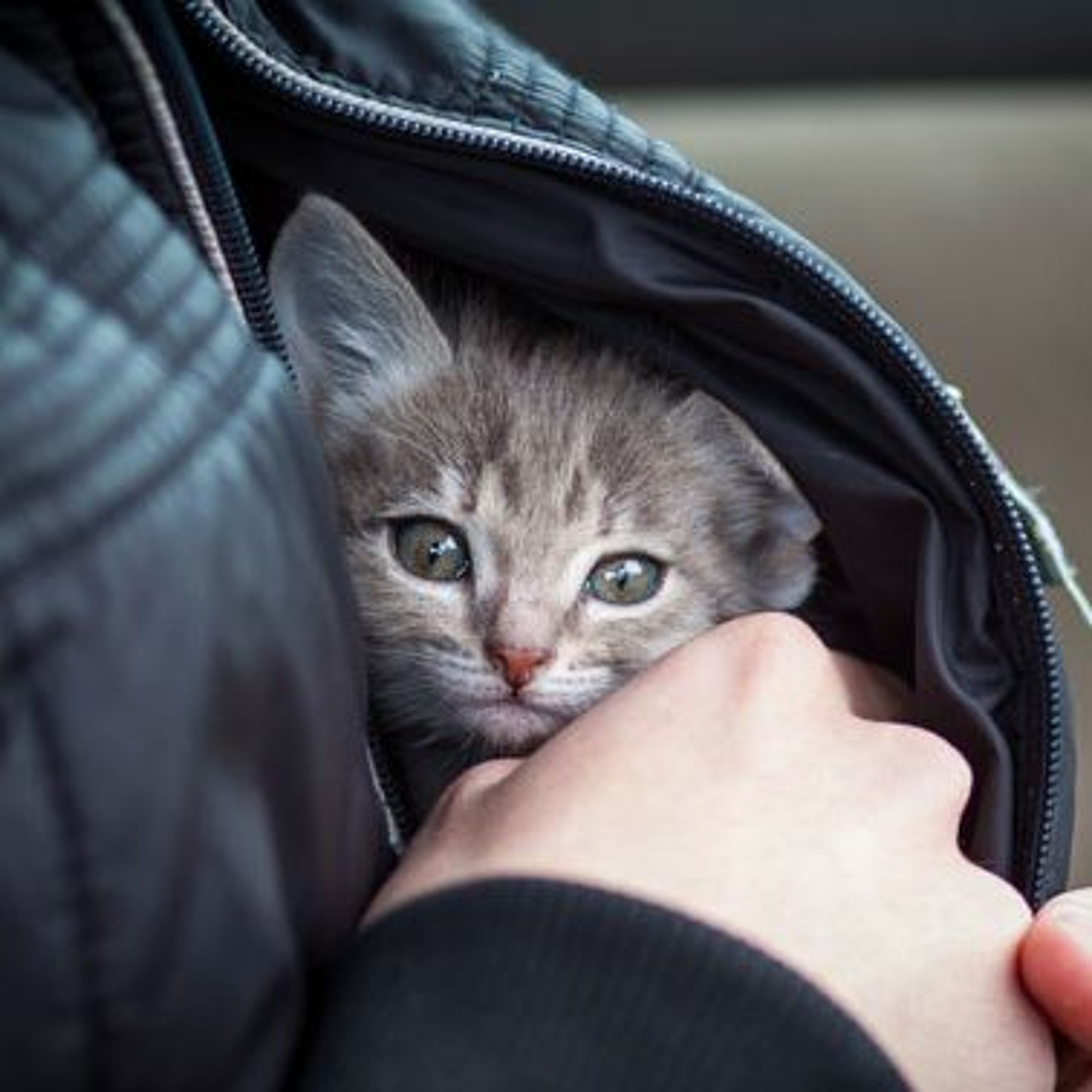 Suicide Fun (shurkin)