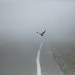 Watching Feather Fall