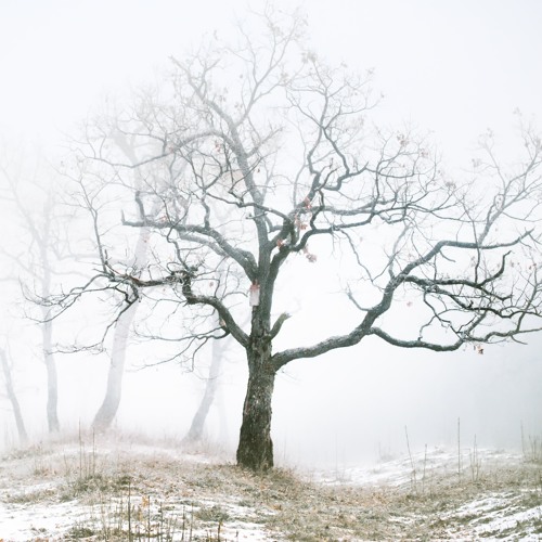 Sorrow Erodes The Soft Bank