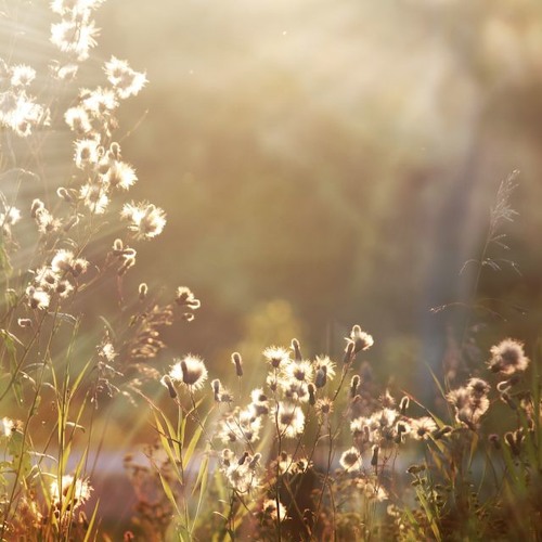Bliss