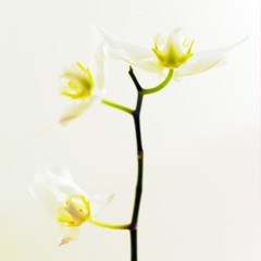Music Generated by Plants