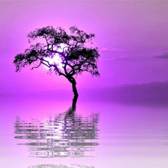 Purple Sunsets