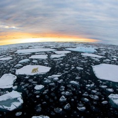 Polar Bear Fisheye - the story behind the masterpiece