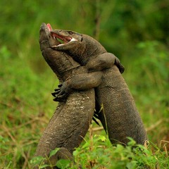 Monitor Lizards Combat - the story behind the masterpiece