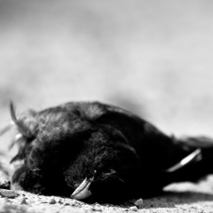 Sludge theme burzum quality