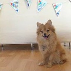 Eevee Rave - Pushed Button Ft. Eevee(Bestest Doggo Mix)