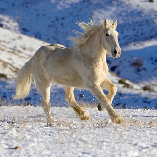 Поле - Leonid Filevski