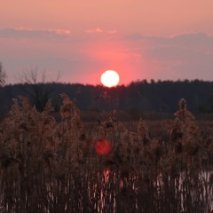 CHD 190426 Teleshovo Dawn Chorus 5 AM KU