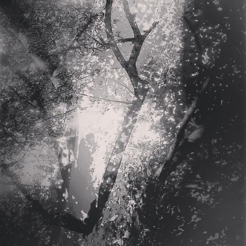 The Veil