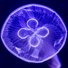 "Jellyfish" prod x Kaz(rain edit)