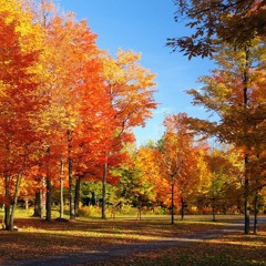 Un Triste Automne (2010)