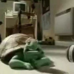 Turtle song Persian language