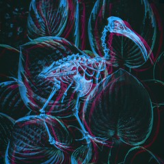 Cinerea