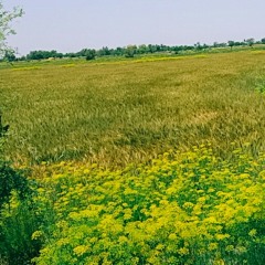 Payan boski ja jorra by Mumtaz Molai