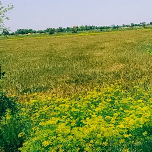 Payan boski ja jorra by Mumtaz Molai