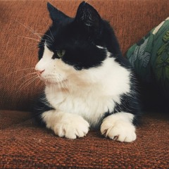 Utan varann skulle vi få fnatt (Pelle Svanslös Cover)