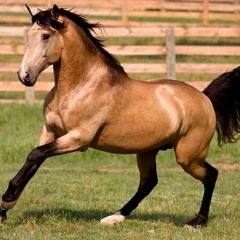 CABALLO VAYO MC MECHANIKO LUNY TUNES IN THA BEAT