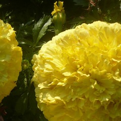 Cuatro Miniaturas - Para Cuarteto De Cuerdas