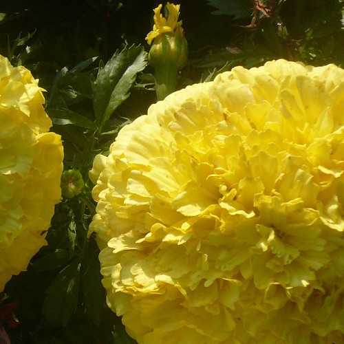 Cuatro Miniaturas - Para Cuarteto De Cuerdas