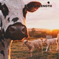 Wavelength - The Convo: Should we drop meat from our diet? (May 6, 2019)