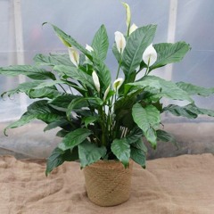 #3/2019 (14.3-18.4) ft. Emily Hutchinson, Kenta Holmes and Karl Priebe