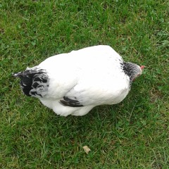 Yunis   Eatin Chicken In The Kitchen - Cut