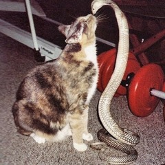 "aneurysm" nirvana acoustic