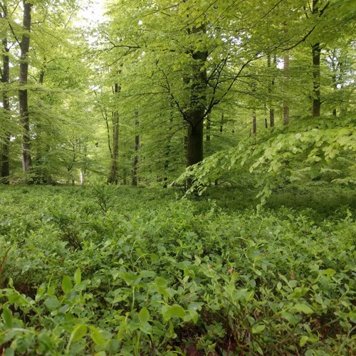 Dawn Chorus - Cerisy Forest, Normandy, France