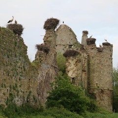 White Storks - Chateau De La Riviere, Saint Fromond, Normandy, France