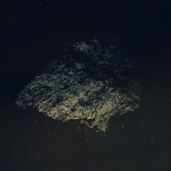 Multicast Dynamics - Oceana