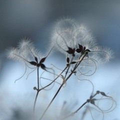 #9 Impro Ornot Trio/ Light Toe