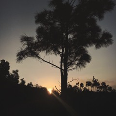 rừng Quy Nhơn tháng hai