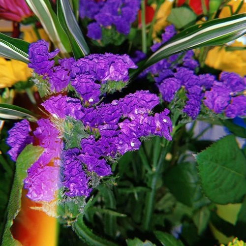 the moon song (beabadoobee)