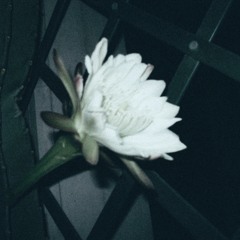 3 A.M. (Prod. Rinne)