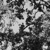 Millionaire Chris Stapleton Cover Mp3