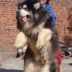 no pressure - the kooks (cover)