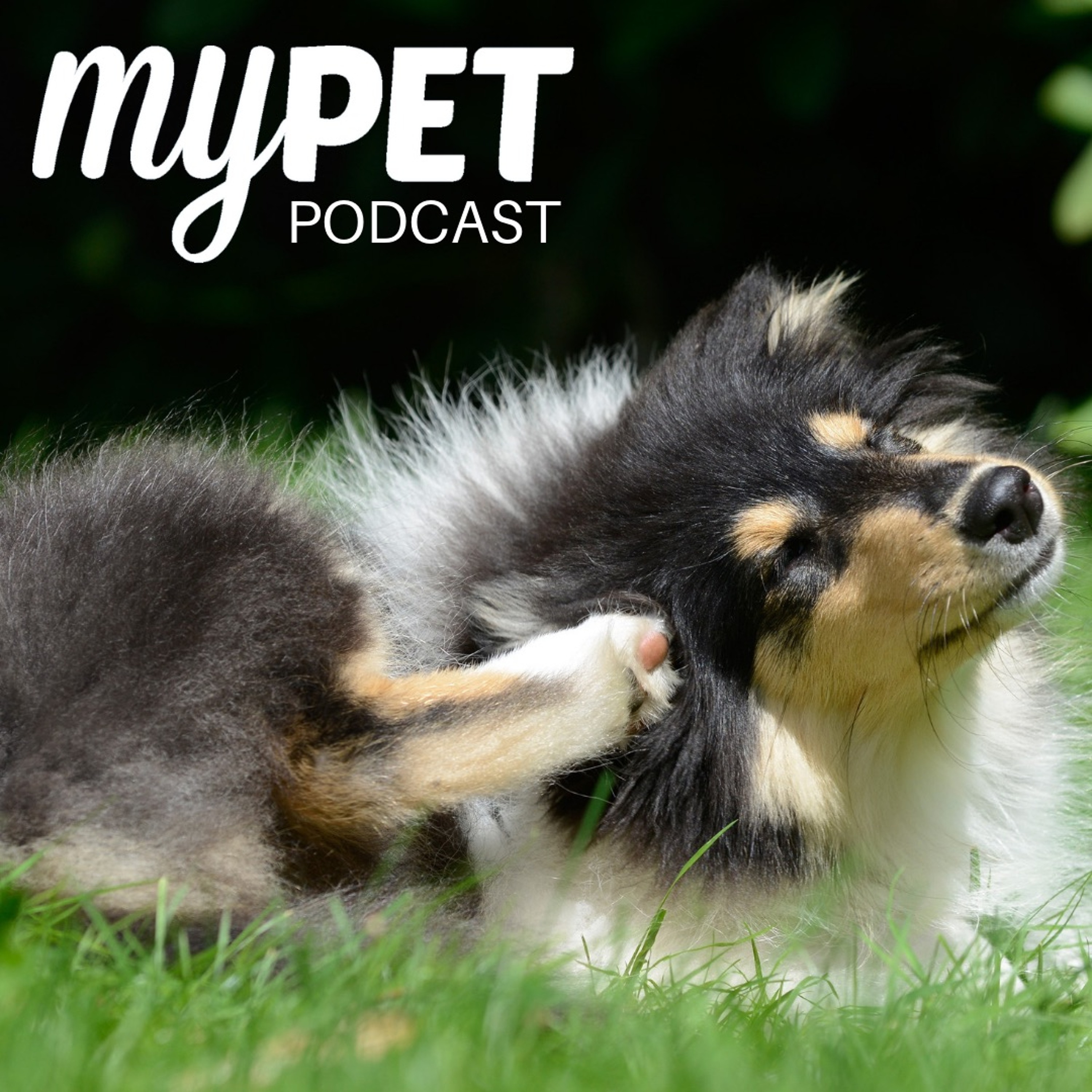 Ear Issues In Dogs episode artwork