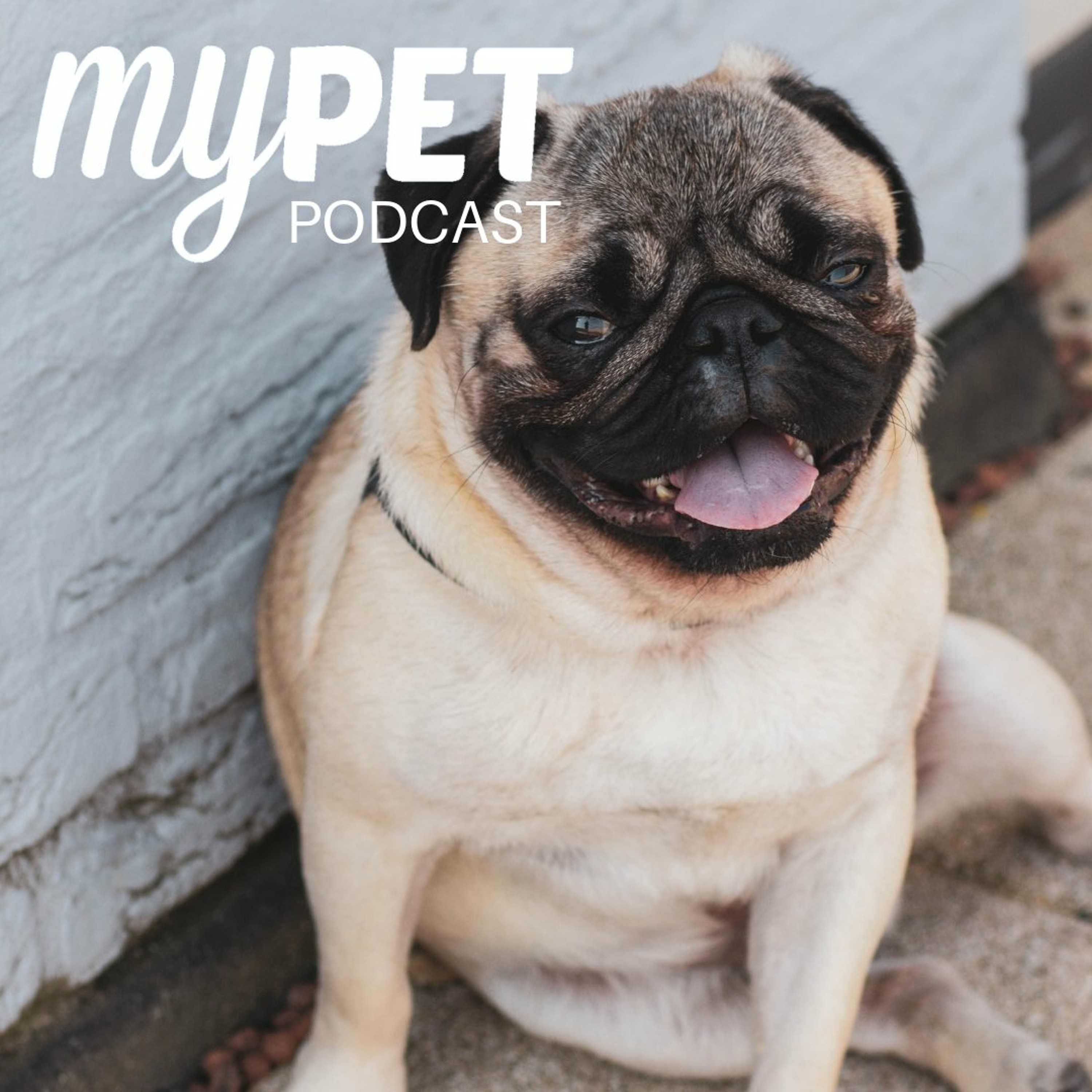 Brachycephalic Dogs; Short faces, squished noses, cute but problematic! episode artwork