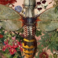 მეტამორფოზა