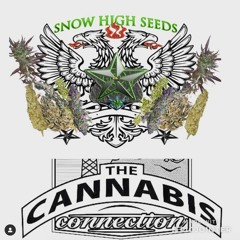 Snow High Seeds 11/30/18