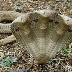 Gunna - 3 Headed Snake Remake (Prod By QualityQuelBeats)