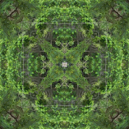 Dark Forest DJ Set (150-154)