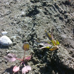 Música para radio Kvrruf